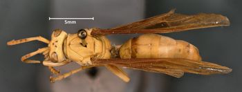 Media type: image;   Entomology 33161 Aspect: habitus dorsal view